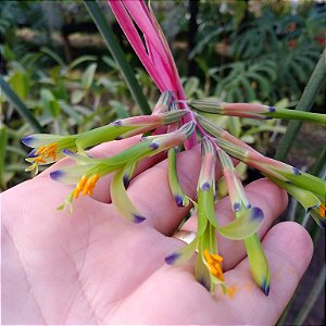 Bromélia Billbergia Nutans