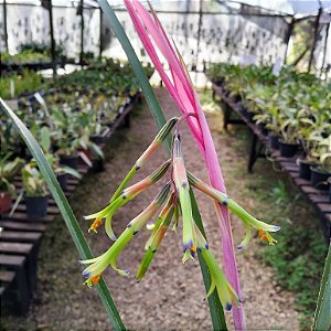 Bromélia Billbergia Nutans - PROMOÇÃO
