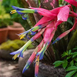 Bromélia Billbergia Nutans