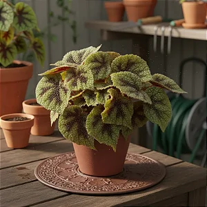 Cruz de Ferro - Begônia Masoniana