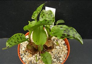 Drimiopsis Maculata (Planta Leopardo) - COM HASTE FLORAL