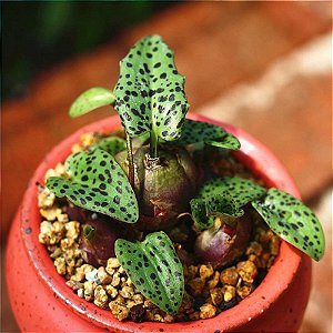 Drimiopsis Maculata (Planta Leopardo)