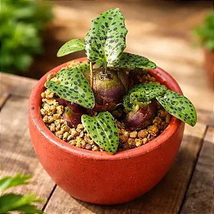 Planta Leopardo - Drimiopsis Maculata