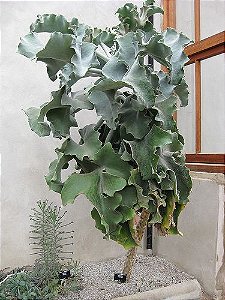 Kalanchoe beharensis Drake (orelha-de-elefante)