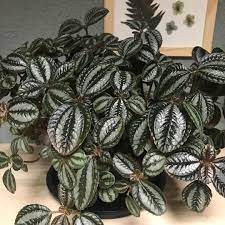Pilea Involucrata 'Norfolk' (falso tapete de rainha)