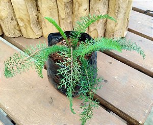 Achillea millefolium - Novalgina-Mil Folhas