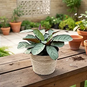 Maranta Amabilis Grey