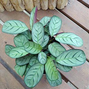 Maranta Burle Marx - Amabilis Grey