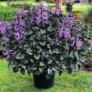 Ametista - Plectranthus Saccatus - MAIOR