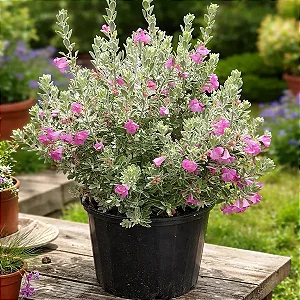 Folha de Prata - Leucophyllum Frutescens