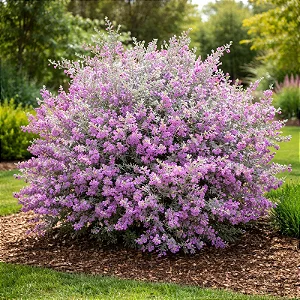 Folha de Prata - Leucophyllum Frutescens