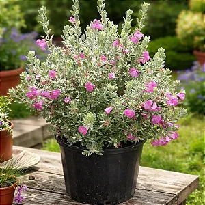 Folha de Prata - Leucophyllum Frutescens