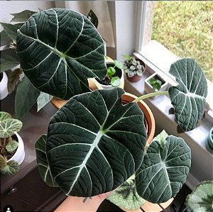 Alocasia Black Velvet (Alocasia Negra)