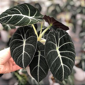 Alocasia Black Velvet (Alocasia Negra)