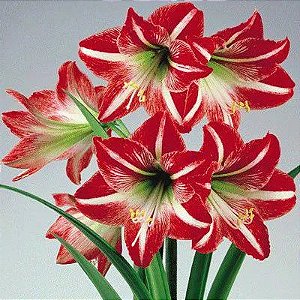 Amaryllis Minerva (bulbo de flor)
