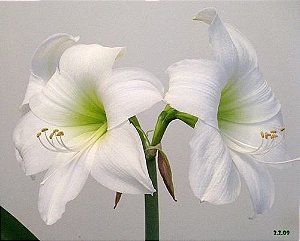 Amaryllis Intokazie