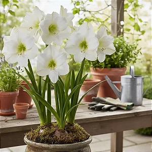 Amaryllis Intokazie