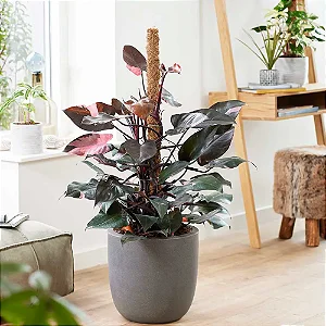 Philodendron Pink Princess