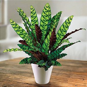 Maranta Cascavel - Calathea Insignis