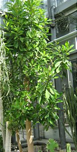 Euphorbia Umbellata /Leiteira Africana (SUPER PROMOÇÃO)