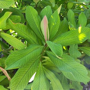 Leiteira Africana - Euphorbia Umbellata