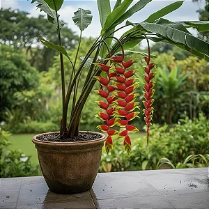 Bananeira do Brejo - Helicônia Rostrata