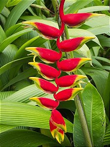 Bananeira do Brejo - Helicônia Rostrata