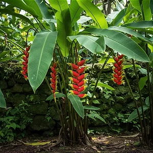 Bananeira do Brejo - Helicônia Rostrata