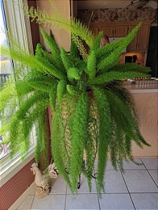 Aspargo Real / Asparagus Densiflorus  Aspargo Rabo de Raposa