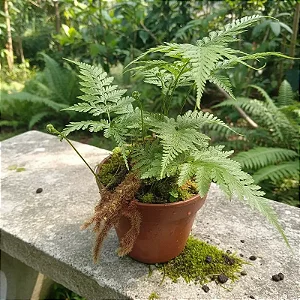 Renda Francesa - Rumohra Adiantiformis