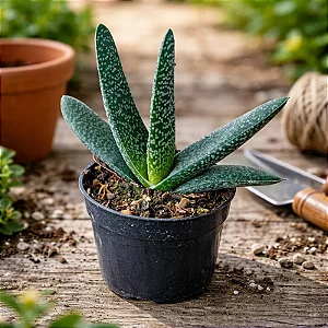 Gasteria Carinata (planta menor)