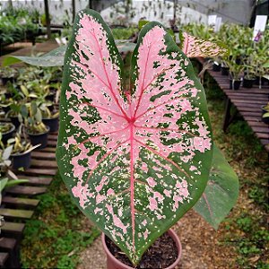 Caladium Carla (SUPER PROMOÇÃO)