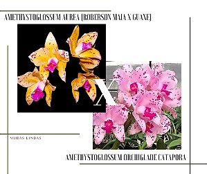 Cattleya Amethystoglossum Orchiglade Catapora x Amethystoglossum Aurea (Roberson Maia x Guaxe)