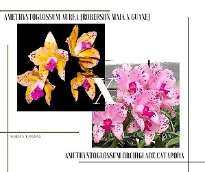 Cattleya Amethystoglossum Orchiglade Catapora x Aurea (Roberson Maia x Guaxe)