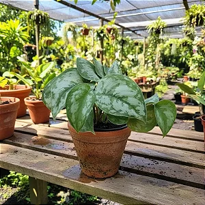 Jibóia Prateada Gigante - Scindapsus pictus Argyraeus Gigante