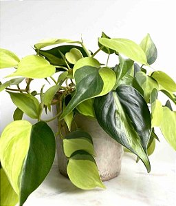 Philodendron Brasil (Brasileirinha)