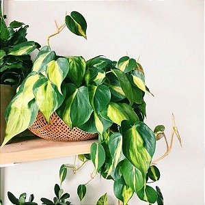 Philodendron Brasil (Brasileirinha)