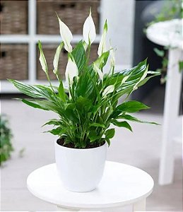Mini Lírio da Paz - Spathiphyllum Wallisii