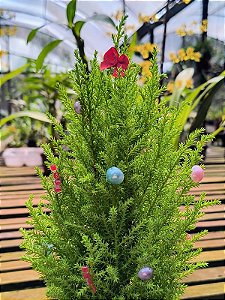 Tuia Holandesa ou Limão - Cupressus Macrocarpa - 'Mini pinheiro de Natal enfeitado'