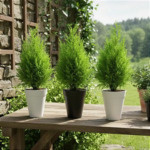 Tuia Holandesa ou Limão - Cupressus Macrocarpa - 'Mini pinheiro de Natal enfeitado'