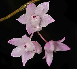 Dendrobium Aduncum (Planta jovem)
