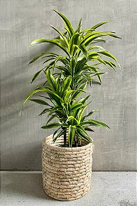 Bambu-da-Sorte Variegata - Dracaena Sanderiana