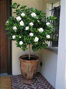 Gardênia Jasminoides