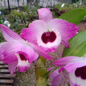 Dendrobium Nobile Rosa Claro Miolo Escuro