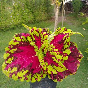 Coléus Vera (coração magoado)