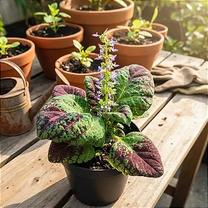 Coléus Maria (coração magoado)