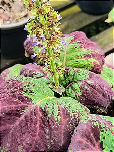 Coléus Maria (coração magoado)