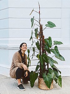 Filodendro Sanguineo - Philodendron Sanguineum
