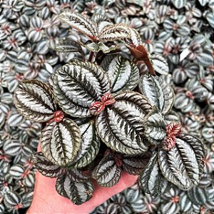 Pilea Involucrata 'Norfolk' (falso tapete de rainha)