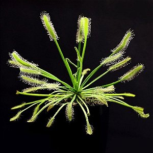Drosera Capensis Alba (Planta Carnívora)